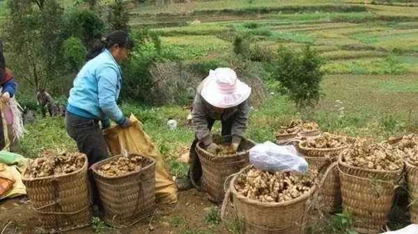 安丘生姜貴了（安丘生姜今日價格）