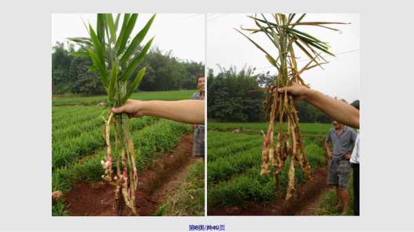 生姜怎樣栽培（生姜的種植方法及栽培技術）