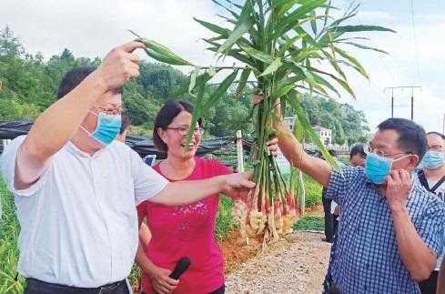 江西玉山生姜（江西省生姜種植基地電話）-圖1