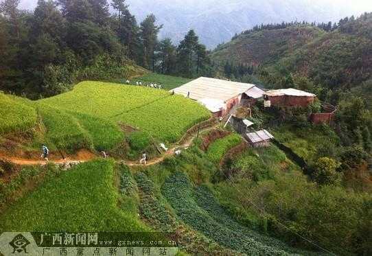 廣西全州生姜飄香（廣西生姜種植基地在哪里）