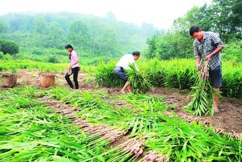 廣西全州生姜飄香（廣西生姜種植基地在哪里）-圖2