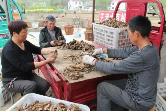 銅陵市義安區(qū)生姜產(chǎn)業(yè)協(xié)會(huì)（銅陵生姜基地）