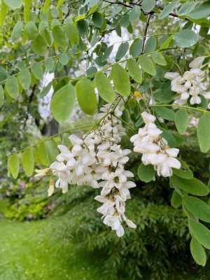 槐花生姜沐浴露（槐花香味的沐浴露）-圖2