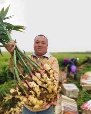 在菏澤可以種生姜嗎（菏澤哪里種姜的最多）