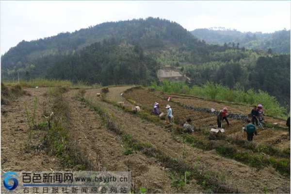 生姜農(nóng)事（每日農(nóng)經(jīng)生姜種植視頻）-圖1