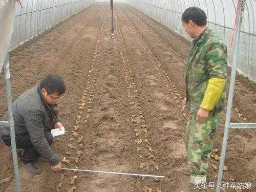 生姜怎么播種（生姜怎樣栽種）