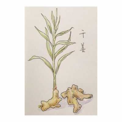 生姜種植插畫（生姜種植技術(shù)大全書）