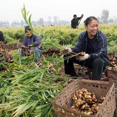 招工剝生姜（挖生姜工人多少錢(qián)一天）