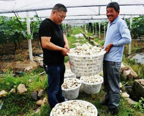 生姜與土豆套種（土豆溝里種生姜）