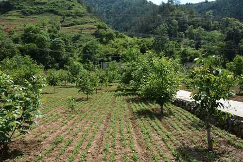 山陽縣生姜種植基地（山陽縣生姜種植基地在哪里）-圖3