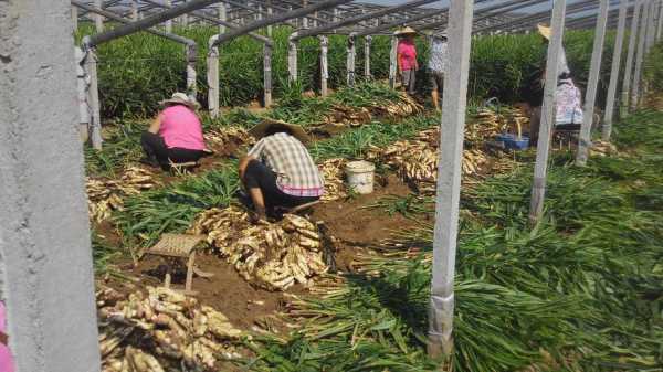 生姜大棚怎樣搭建（大姜大棚種姜技術(shù)）