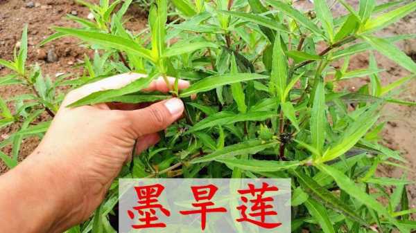 墨旱蓮生姜茶（墨旱蓮能泡茶喝嗎?）-圖1