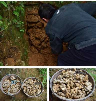 山洞貯藏生姜（生姜存儲學問多 大山深處挖山洞）