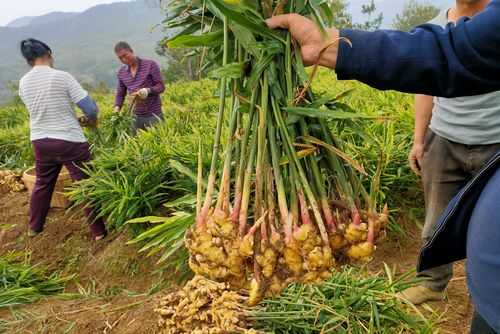 種植生姜成品-圖2