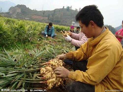 溫州生姜種植