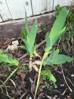 草本植物長(zhǎng)的像生姜一樣-圖3