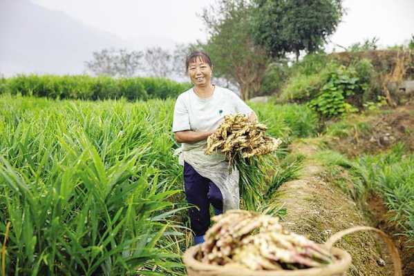 來鳳綠水收生姜不收生姜