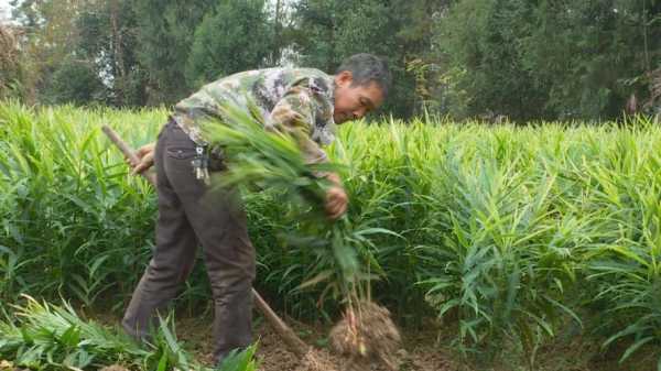 來鳳綠水收生姜不收生姜-圖2