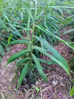 夏天雜草生姜圖片