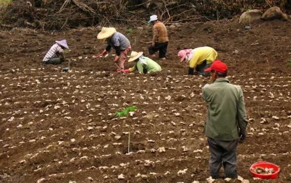 生姜怎樣種植管理