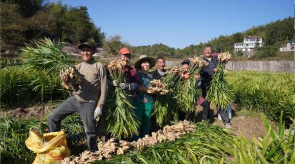 黑江生姜種植哪幾個地方-圖2