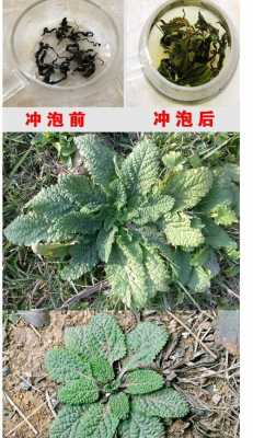 包含蛤蟆草艾葉生姜茶能喝嗎的詞條-圖2