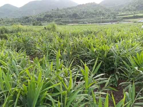 合川生姜種植基地-圖2