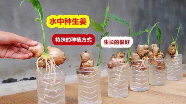 塑料瓶生姜種植技術(shù)視頻-圖2