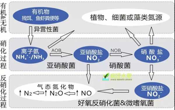 生姜的抗微生物作用機(jī)制-圖3