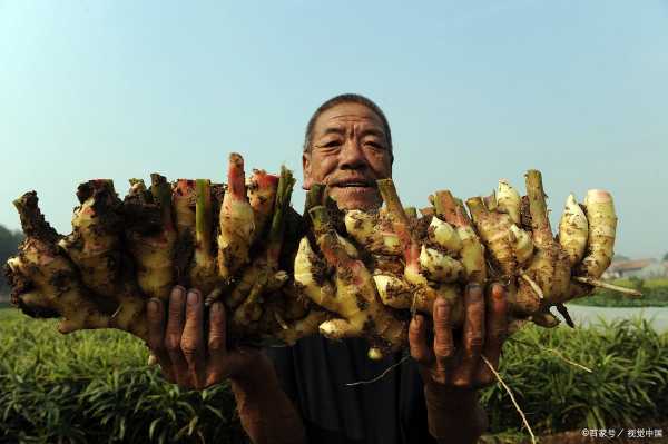 怎樣投資生姜產(chǎn)業(yè)