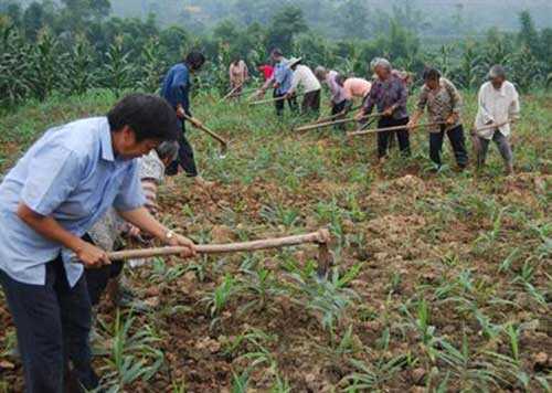 生姜種植怎么下土