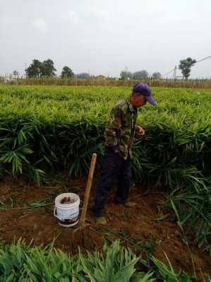 樹蔭種植生姜