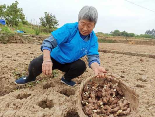 生姜洞栽-圖1