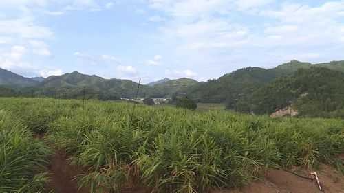 廣東生姜菜園