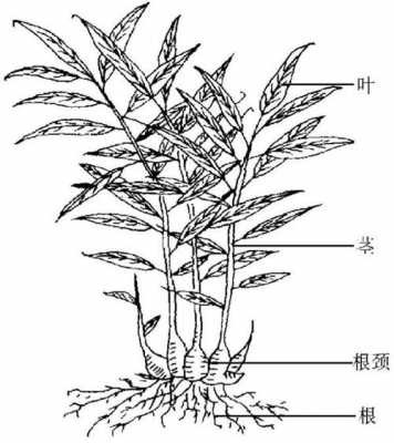 生姜根部結(jié)構(gòu)