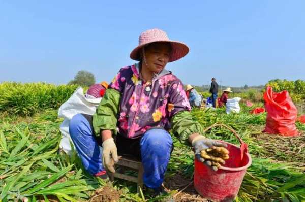 湖北種植生姜視頻-圖3