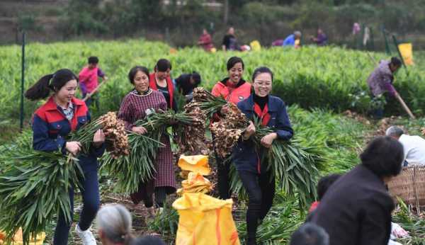 生姜種植創(chuàng)業(yè)