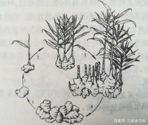 生姜發(fā)芽簡(jiǎn)筆畫圖片大全-圖3