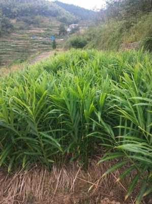 生姜植物金-圖2