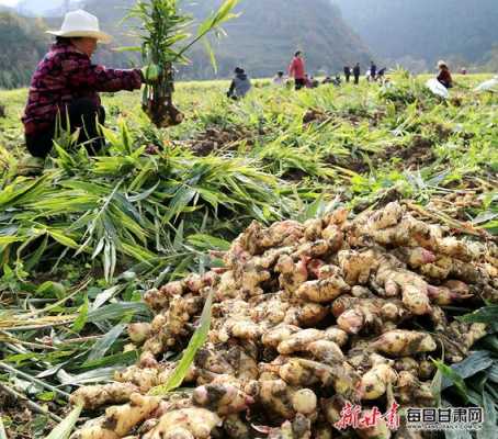 生姜種植甘肅-圖3