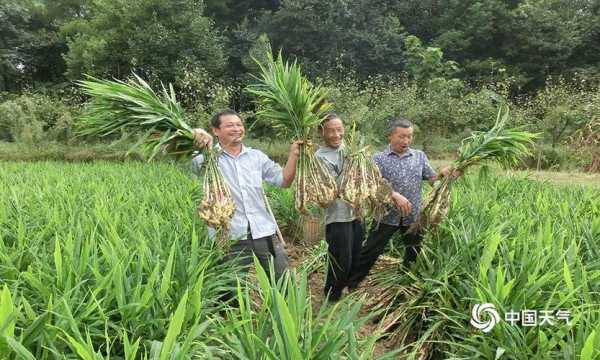 重慶黃瓜山生姜招商-圖2