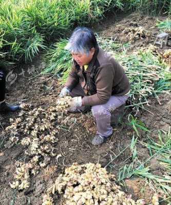 梨樹地里可以放生姜嗎-圖2