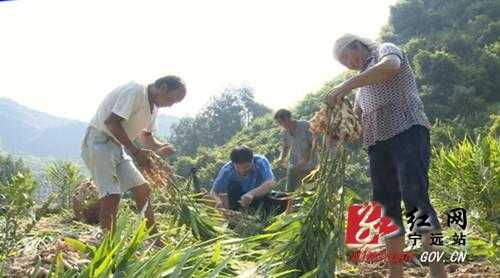 寧遠(yuǎn)生姜種植-圖3