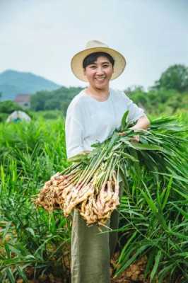 銅陵種植生姜-圖2