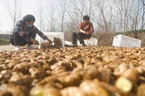 生姜種植中怕酒嗎