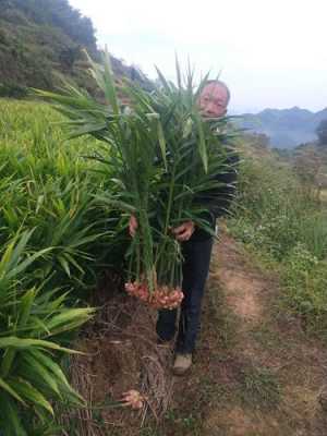 生姜種植后天天下雨三大忌