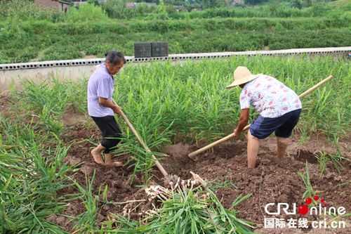 生姜種植工程-圖2