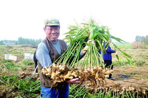 生姜豐收新聞