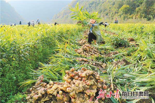 收生姜地點(diǎn)-圖1