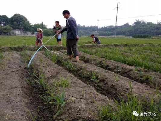 生姜幼苗澆水圖